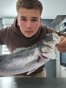 European Bass (Seabass)