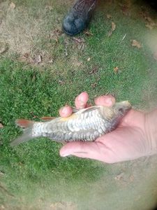 Mirror Carp