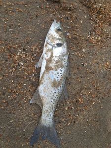 Spotted Seabass