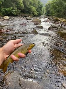 Brown Trout