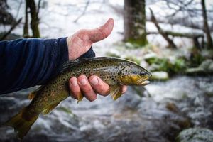 Brown Trout