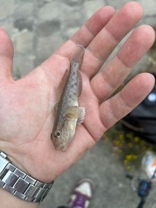 Round Goby