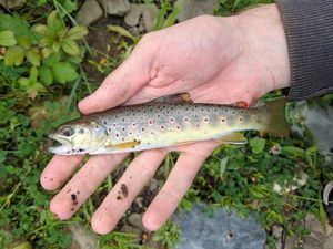 Brown Trout