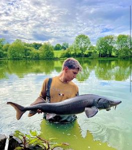 Sturgeon