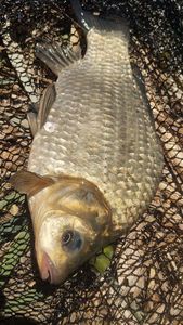 Crucian Carp