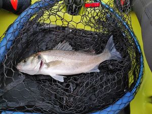 European Bass (Seabass)