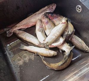 Rainbow Trout