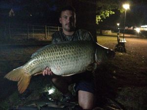 Common Carp