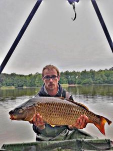 Common Carp