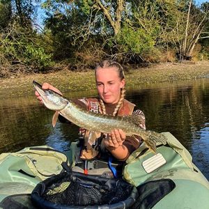 Northern Pike