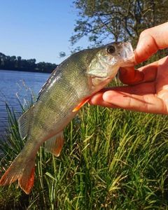 European Perch