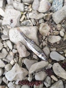 Common Minnow