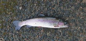Rainbow Trout