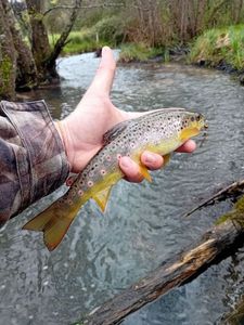 Brown Trout