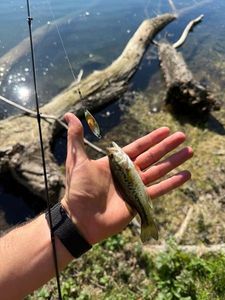Largemouth Bass