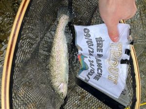 Rainbow Trout