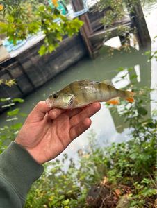 Yellow Perch