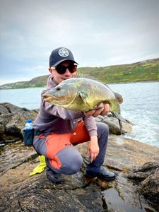 Ballan Wrasse