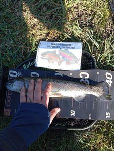 Rainbow Trout
