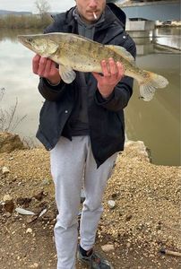 Zander
