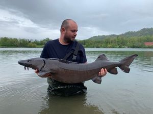 Sturgeon