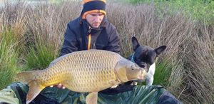 Common Carp