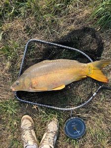 Mirror Carp