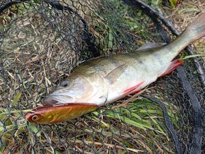 European Perch