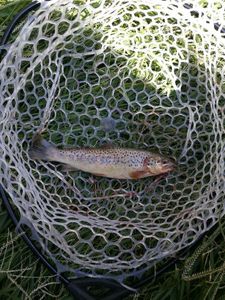 Brown Trout