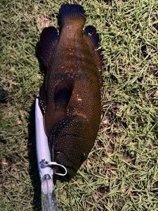 Bluespotted seabass