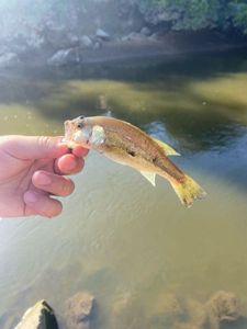 Largemouth Bass