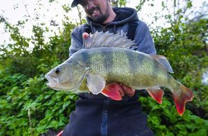 European Perch