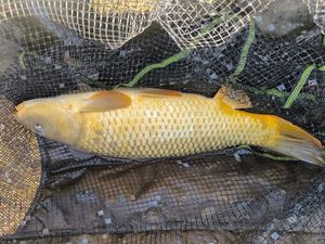 Common Carp