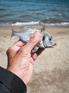 Gilthead Seabream