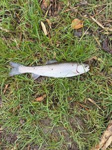 Rainbow Trout