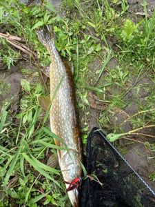 Northern Pike