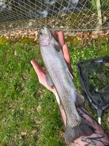 Rainbow Trout