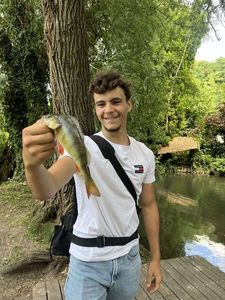 European Perch