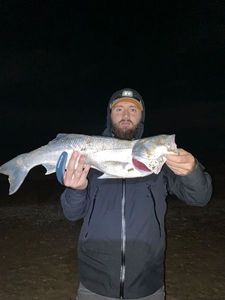 European Bass (Seabass)
