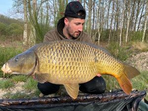 Common Carp