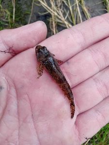 Black Goby