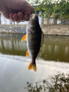 European Perch