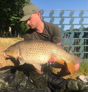 Common Carp