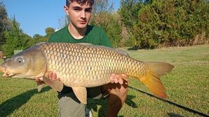 Common Carp
