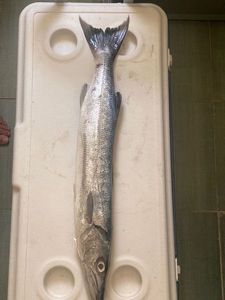 Great Barracuda
