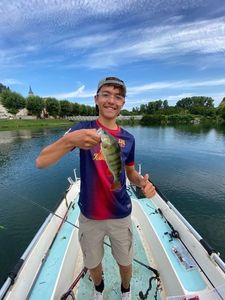European Perch