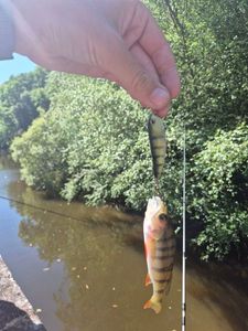 European Perch