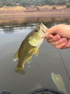 Largemouth Bass