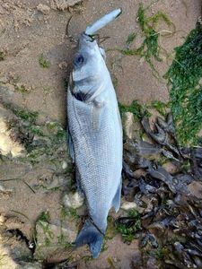 European Bass (Seabass)