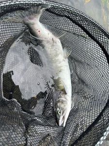 Pink Salmon